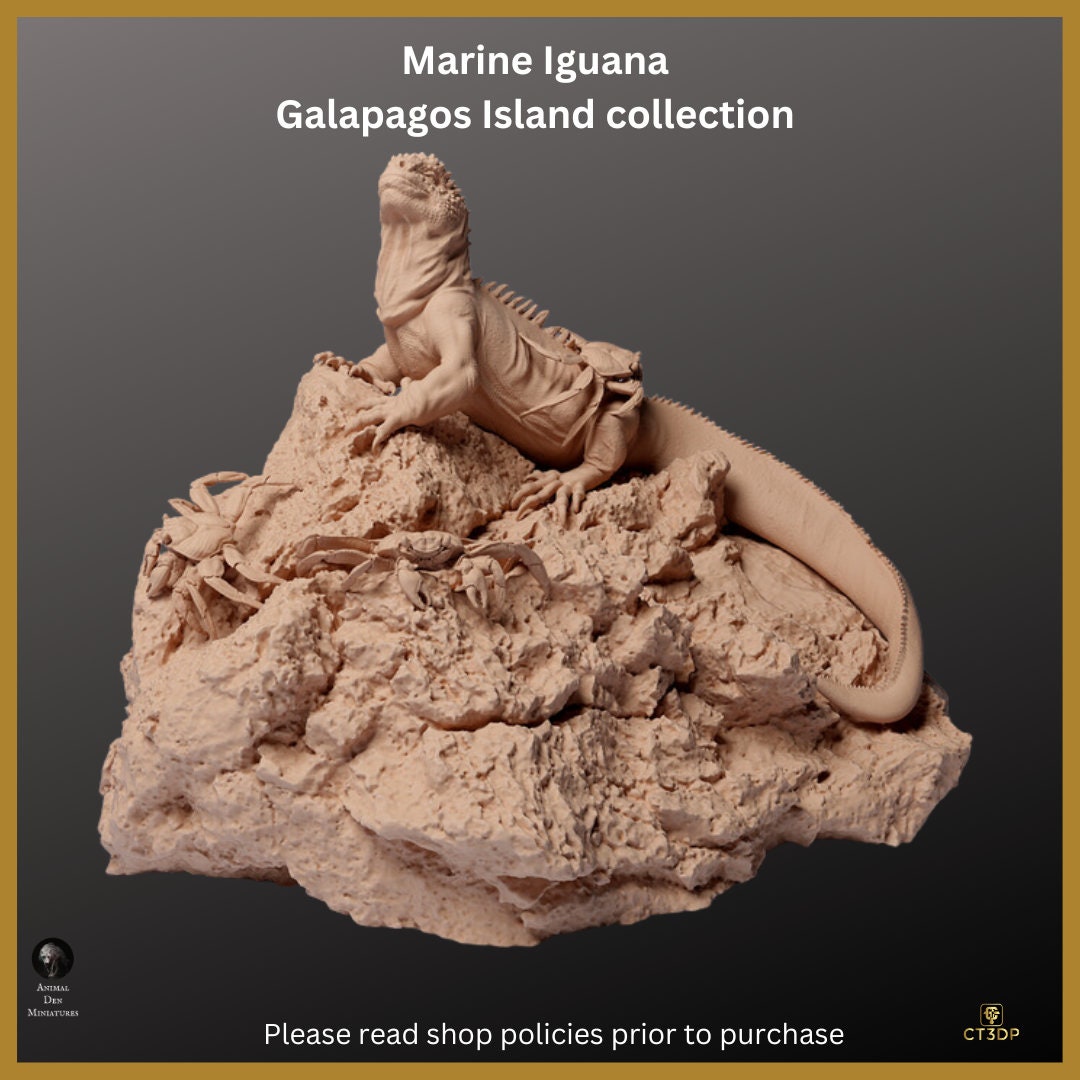 Galapagos Island Collection - The Marine Iguana- Incredible-agile-clever-survivor