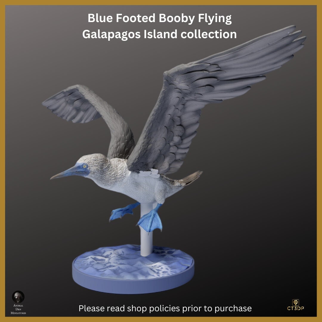 Galapagos Island Collection - Blue-Footed Booby Flying- Just magnificent