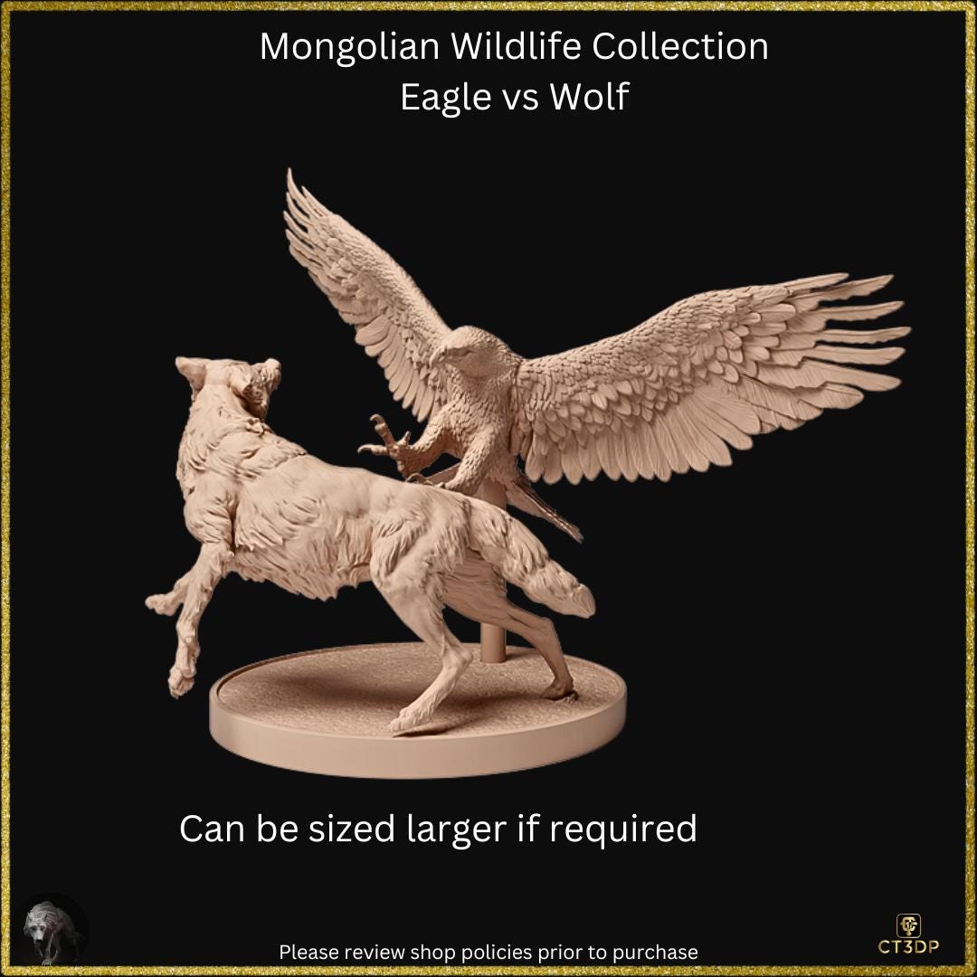 Golden eagle versus the Mongolian Wolf - dramatic scene from the Mongolian Wildlife collection