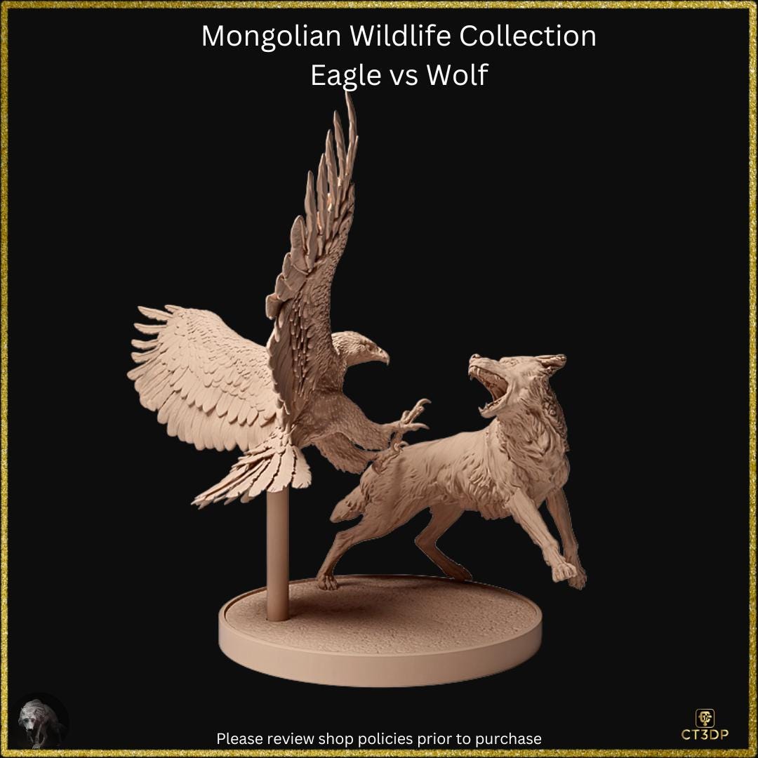 Golden eagle versus the Mongolian Wolf - dramatic scene from the Mongolian Wildlife collection