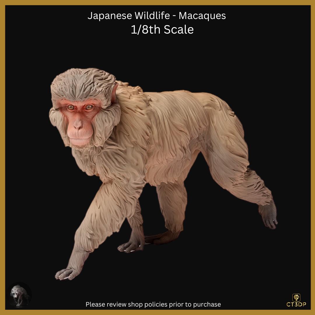 Japanese Wildlife Collection- The Macaque Walking and Chilling- full of mischief and fun. Chilling-monkey-macaque-wild-snow monkey