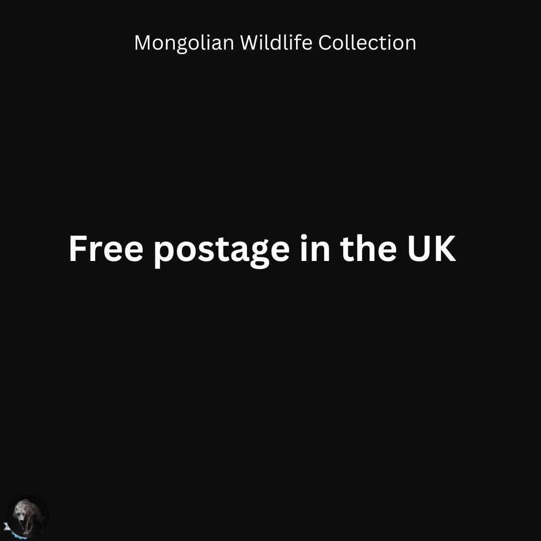 Golden eagle versus the Mongolian Wolf - dramatic scene from the Mongolian Wildlife collection