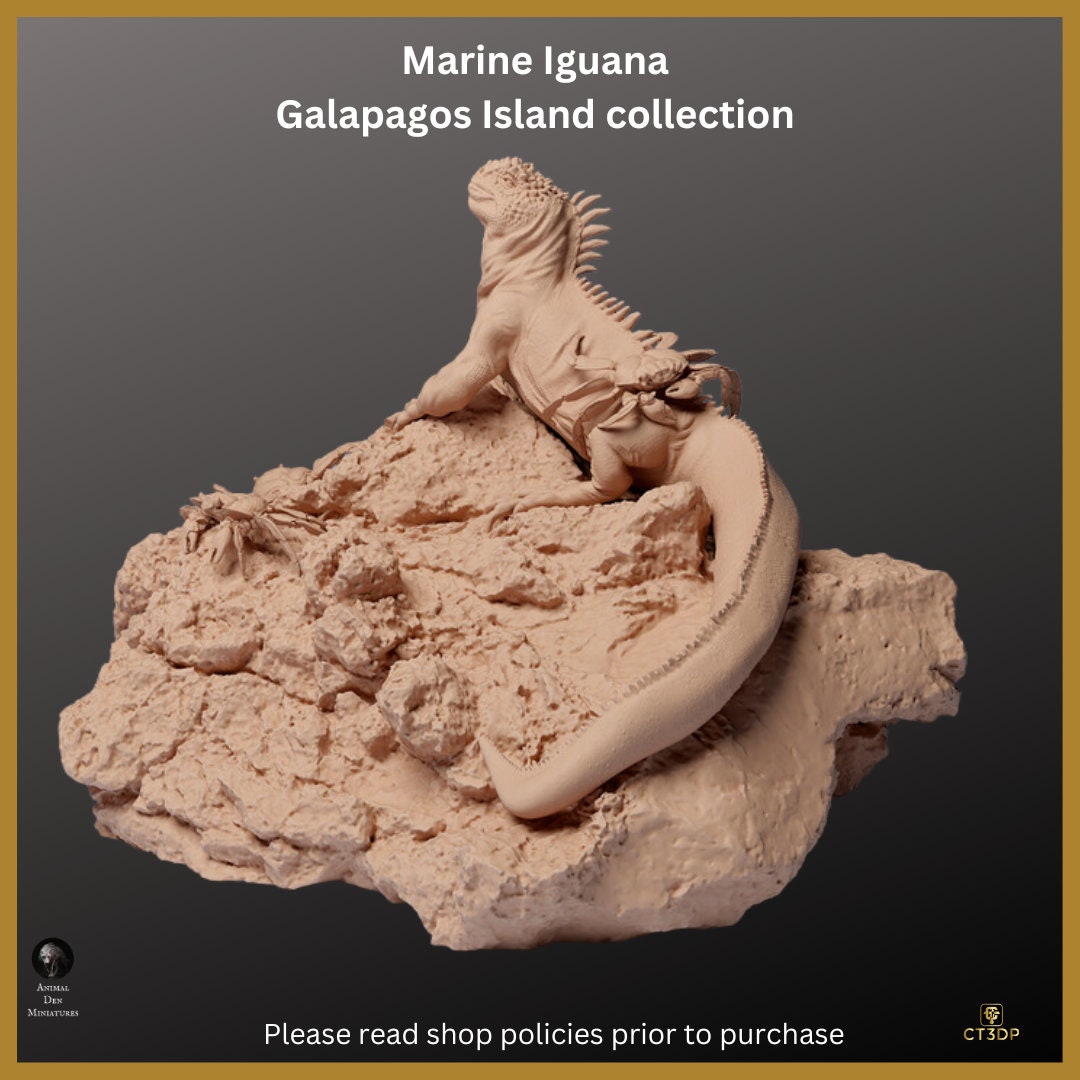 Galapagos Island Collection - The Marine Iguana- Incredible-agile-clever-survivor