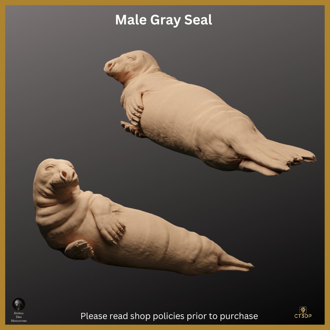Male Gray Seal - chilling- what a life:-) 1/24th scale