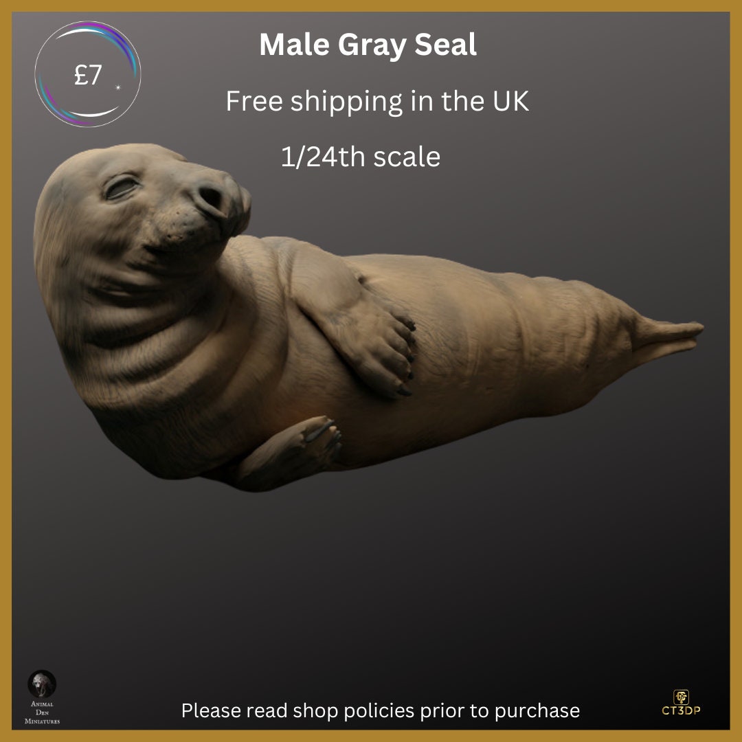 Male Gray Seal - chilling- what a life:-) 1/24th scale