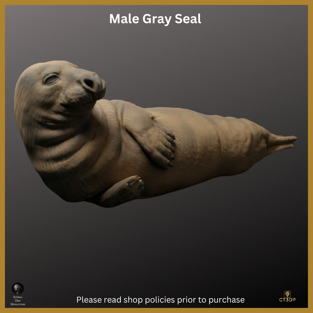 Male Gray Seal - chilling- what a life:-) 1/24th scale