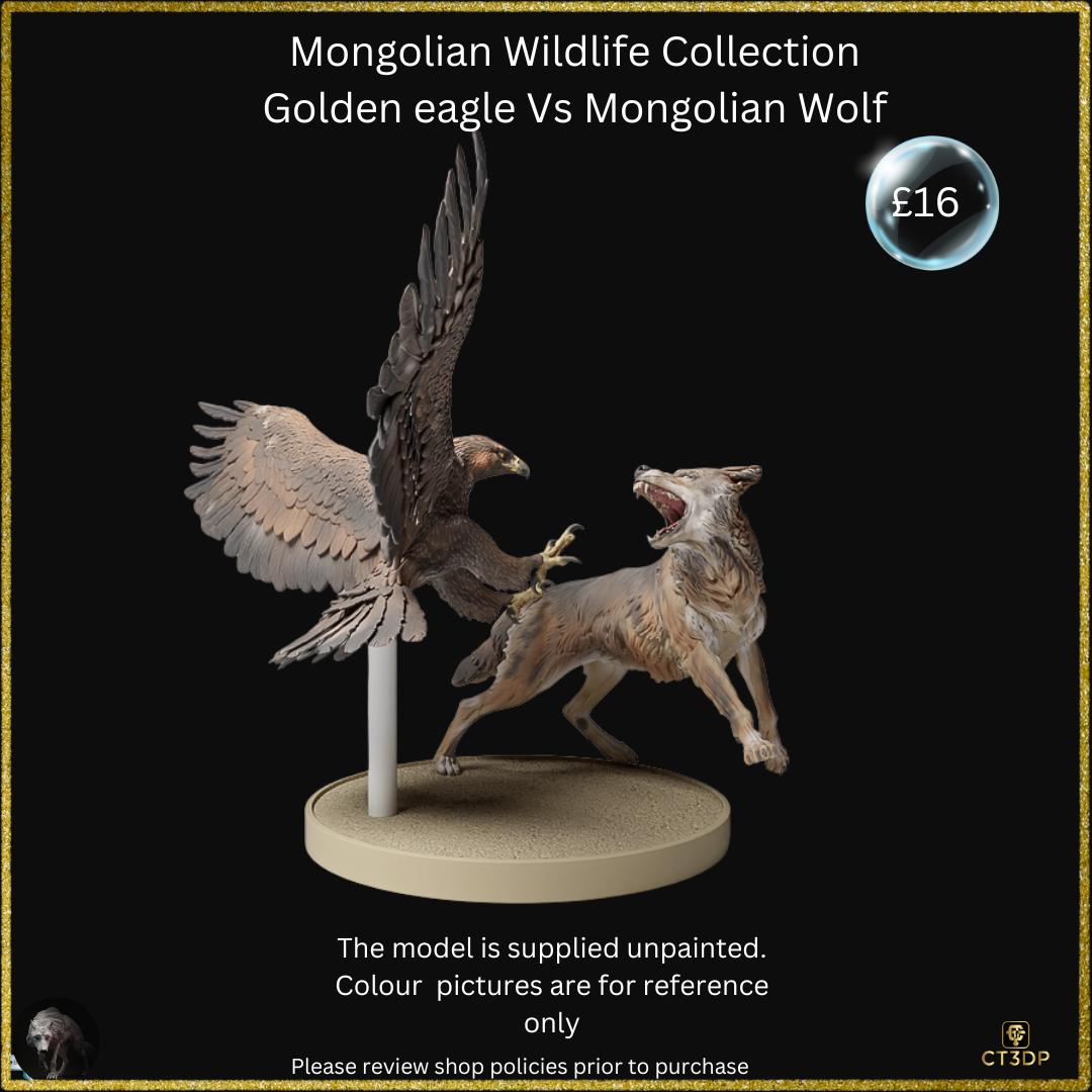 Golden eagle versus the Mongolian Wolf - dramatic scene from the Mongolian Wildlife collection