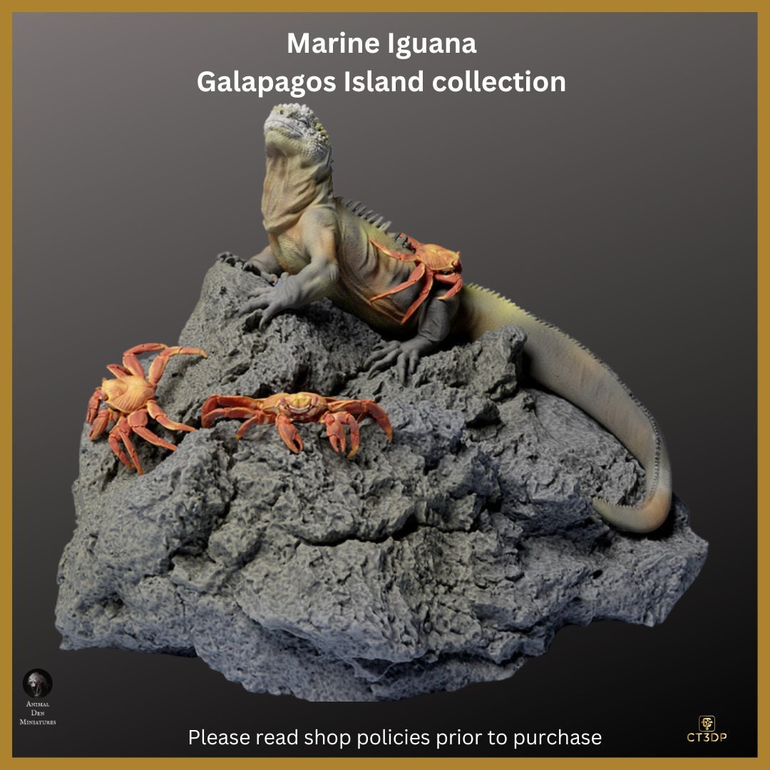 Galapagos Island Collection - The Marine Iguana- Incredible-agile-clever-survivor