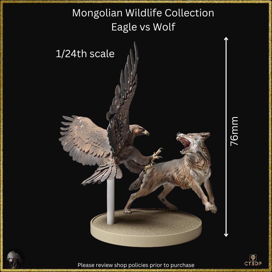 Golden eagle versus the Mongolian Wolf - dramatic scene from the Mongolian Wildlife collection