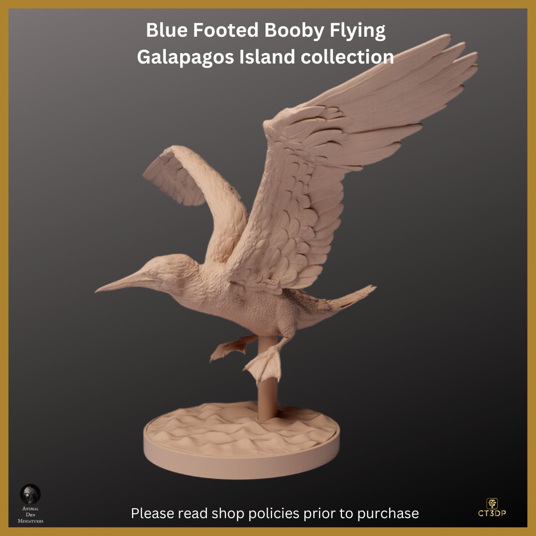 Galapagos Island Collection - Blue-Footed Booby Flying- Just magnificent