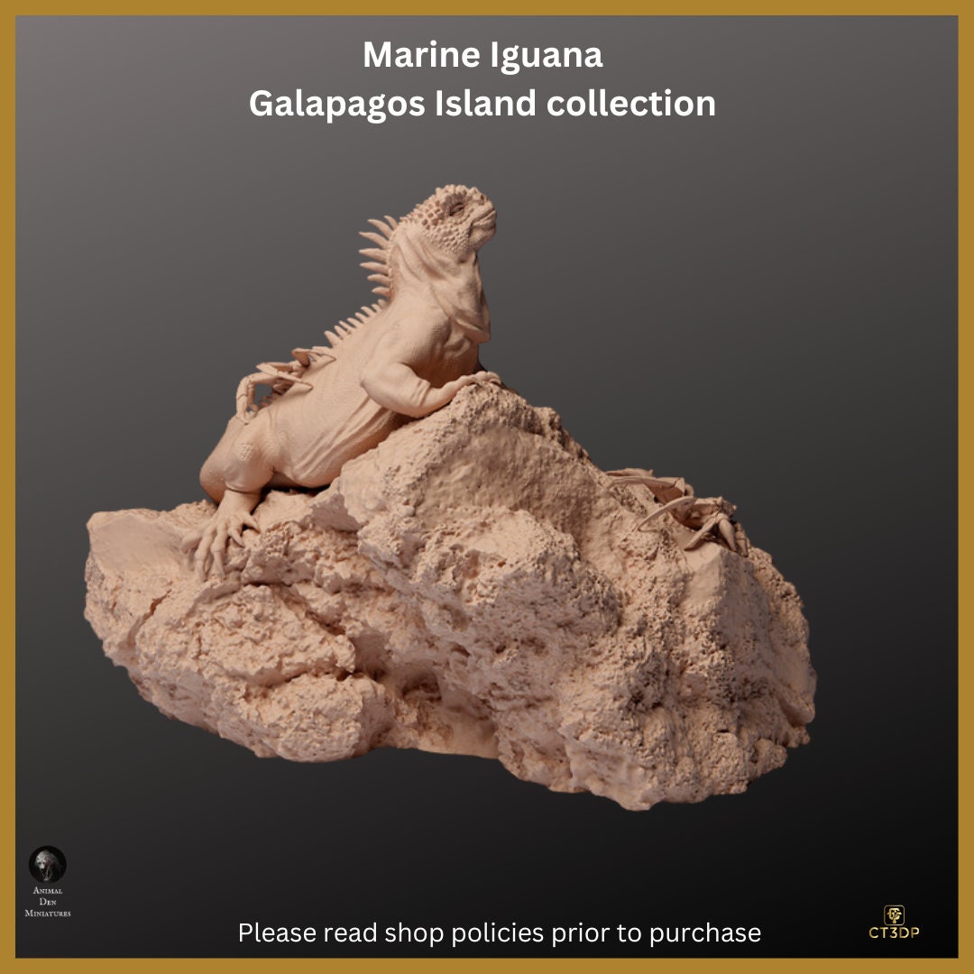 Galapagos Island Collection - The Marine Iguana- Incredible-agile-clever-survivor