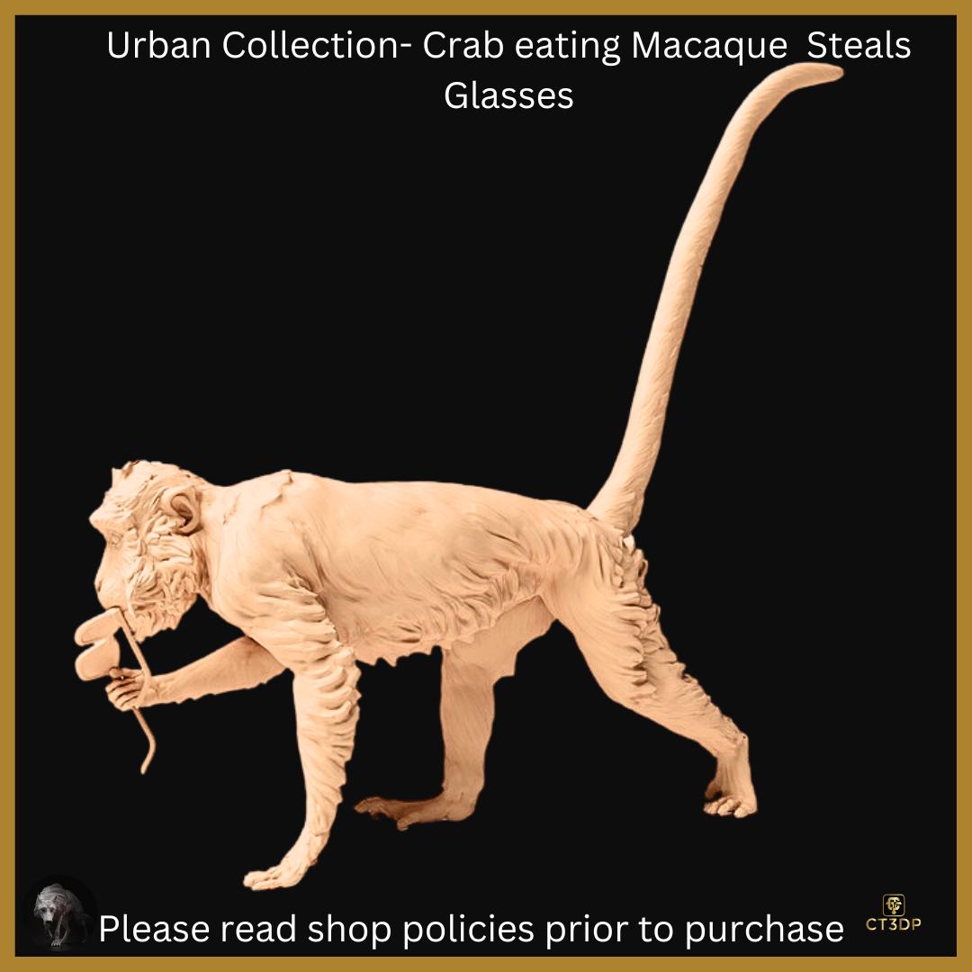 Macaque Monkey Stealing Glasses: 3D Resin Model (1/12 Scale)