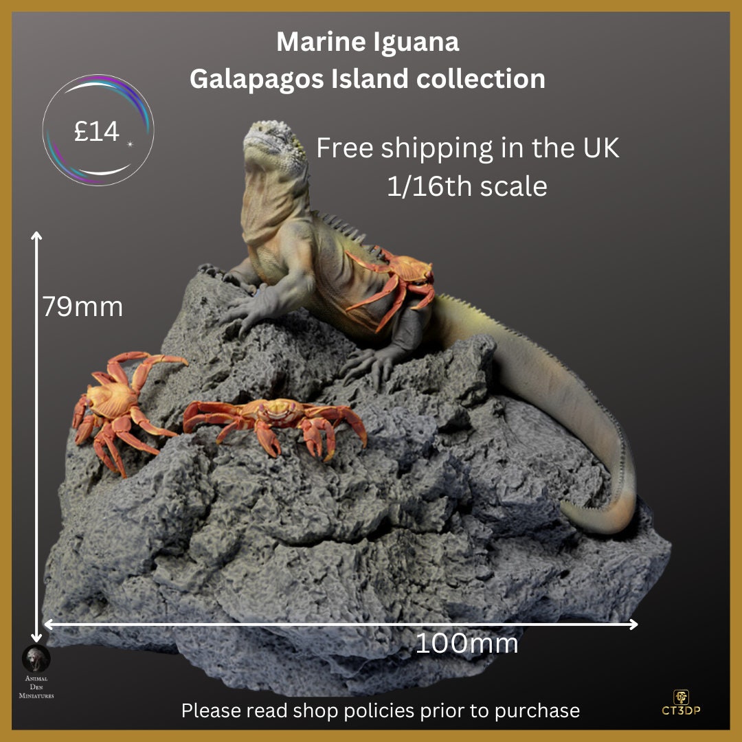 Galapagos Island Collection - The Marine Iguana- Incredible-agile-clever-survivor