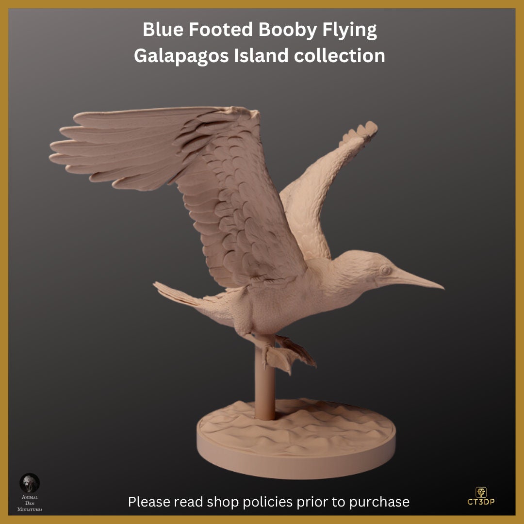 Galapagos Island Collection - Blue-Footed Booby Flying- Just magnificent