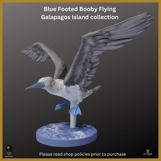 Galapagos Island Collection - Blue-Footed Booby Flying- Just magnificent