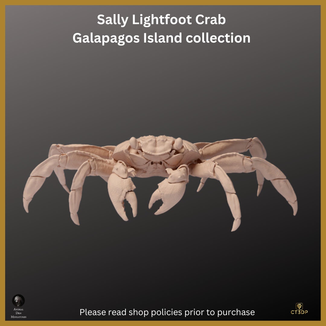 Galapagos Island Series- First up is the Sally Lightfoot Crab- Endearing and fun to watch