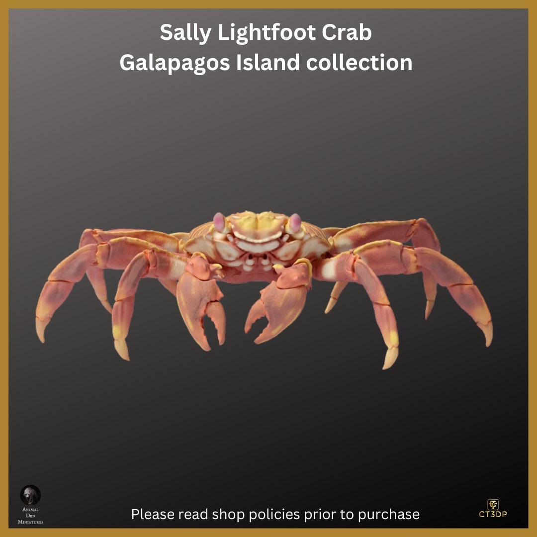 Galapagos Island Series- First up is the Sally Lightfoot Crab- Endearing and fun to watch