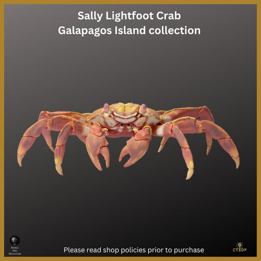 Galapagos Island Series- First up is the Sally Lightfoot Crab- Endearing and fun to watch