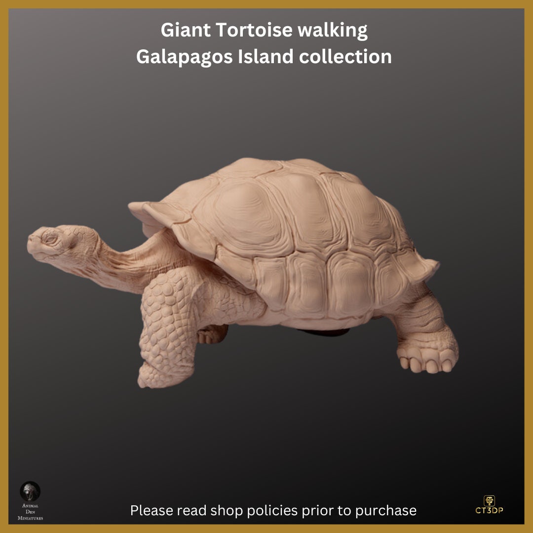 Galapagos Islands Collection - The Giant Tortoise Walking- Magnificent and ancient and Iconic