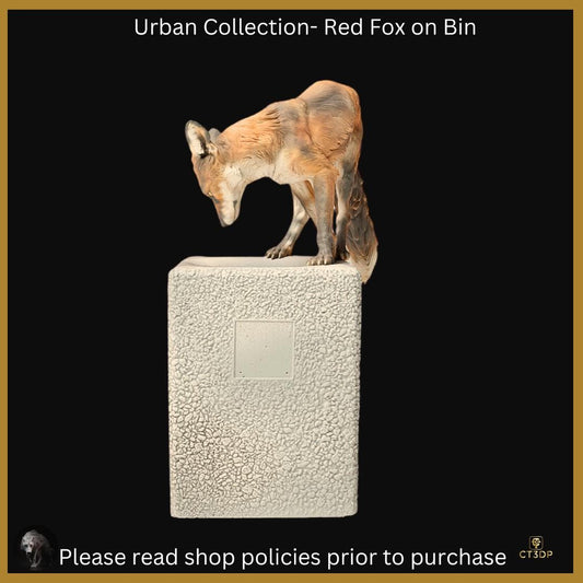 The Urban Red Fox on a Bin- a regular sight for some urban and city dwellers- canny-funny-clever