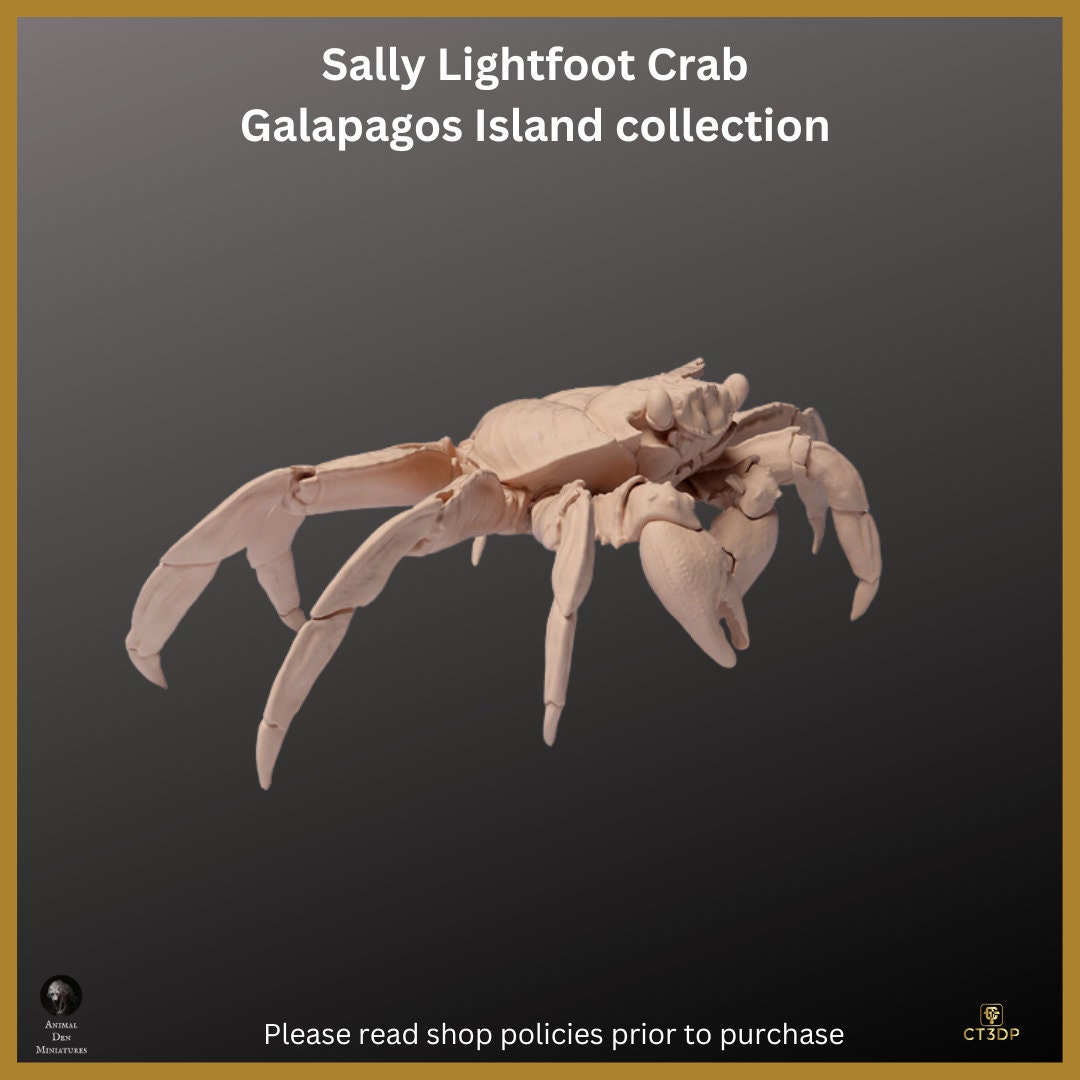 Galapagos Island Series- First up is the Sally Lightfoot Crab- Endearing and fun to watch