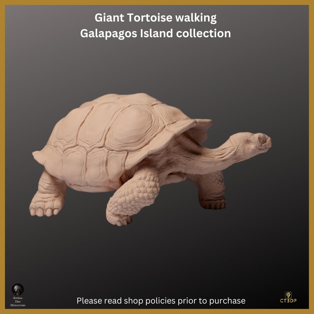 Galapagos Islands Collection - The Giant Tortoise Walking- Magnificent and ancient and Iconic