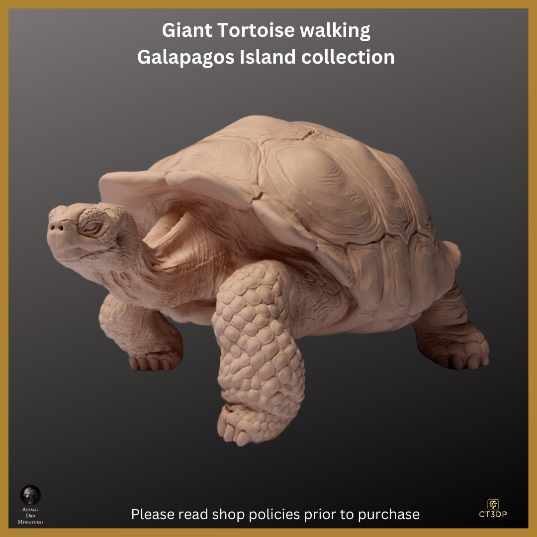 Galapagos Islands Collection - The Giant Tortoise Walking- Magnificent and ancient and Iconic