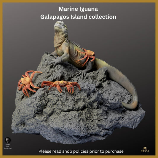 Galapagos Island Collection - The Marine Iguana- Incredible-agile-clever-survivor