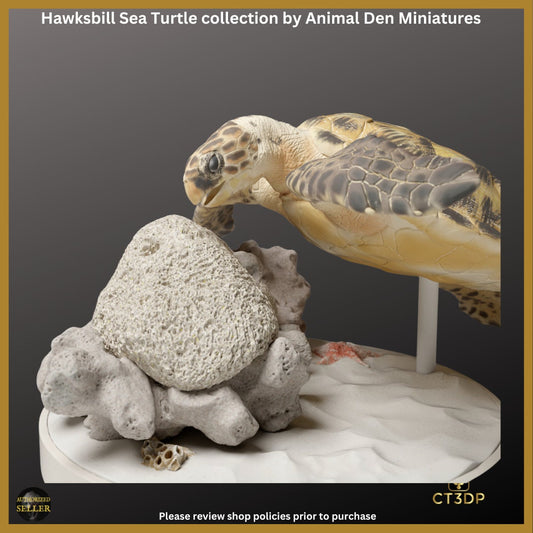 Great Barrier Reef Collection: Hawksbill Turtles. Water-Reef-Barrier reef