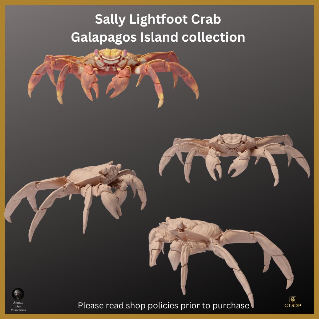 Galapagos Island Series- First up is the Sally Lightfoot Crab- Endearing and fun to watch