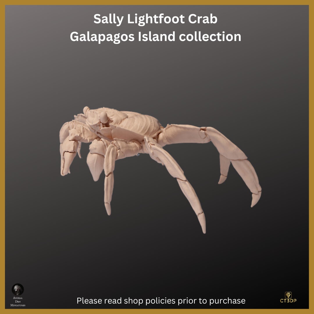 Galapagos Island Series- First up is the Sally Lightfoot Crab- Endearing and fun to watch