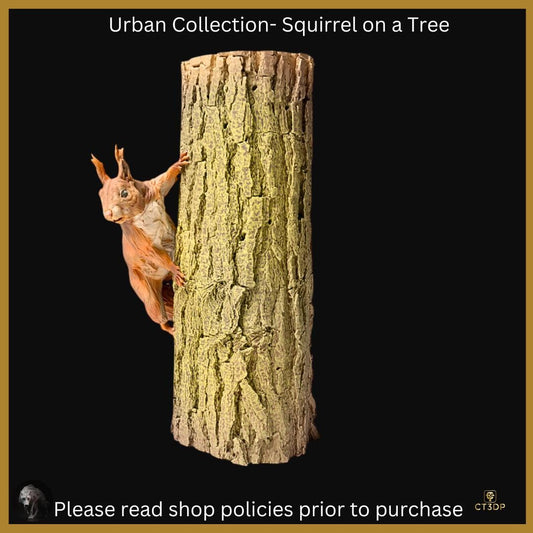 Urban Animal collection: Red Squirrel on a tree - cheeky little fellas